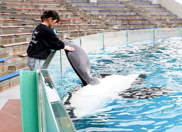 鸭川海洋世界的虎鲸握手体验