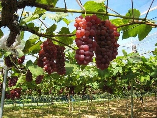 Grapes ripening on the vine at Mitoro Kanko Kajuen