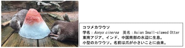 Nutria asiática de garras pequeñas (Aonyx cinerea) con un premio de hielo, junto a un panel informativo sobre la especie