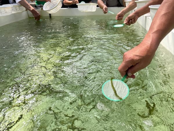 Uminchi 攤位的海葡萄撈撈樂體驗