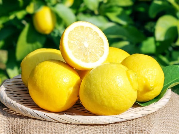 Harvested Izu lemons