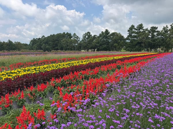 Ladang bunga Colors