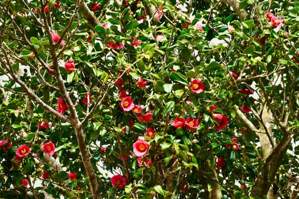 Camellia flowers on Toshima