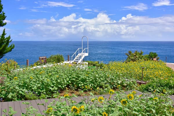 A flower field with a stunning view of Izu Oshima Island and the Jogasaki Coast