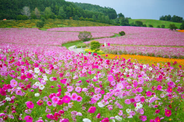 Experience cosmos in full bloom beneath a blue sky that stretches on forever