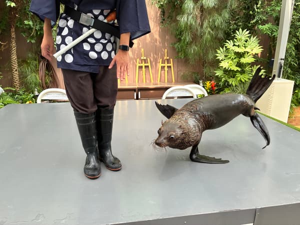 Sea lion friendly time