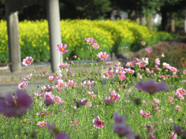 Cosmos 'Hinomaru'
