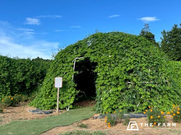 THE FARM的苦瓜迷宫