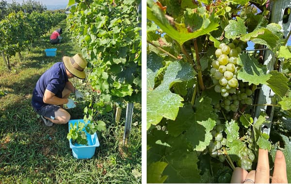 Vino de Clos de Tenryu