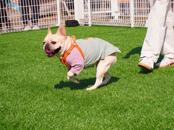 Dog running freely at Sky Site