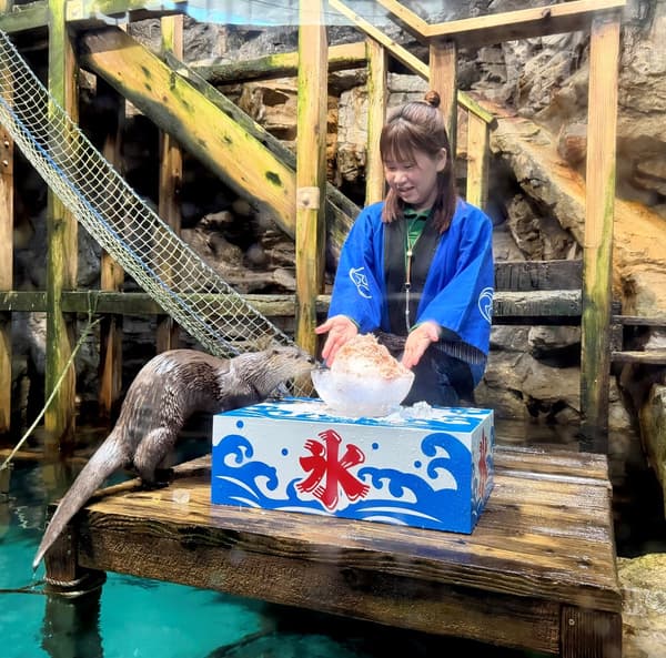 水獺餵食時間與冰塊