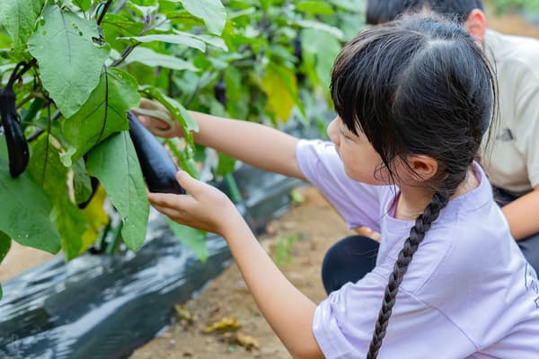채소 수확 체험