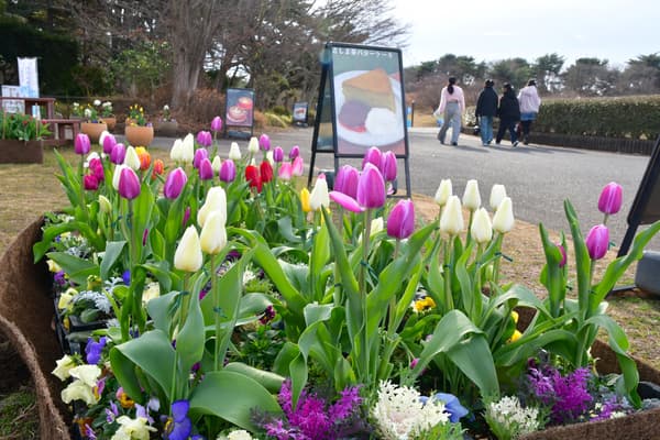 与观赏甘蓝、三色堇和紫罗兰的合作