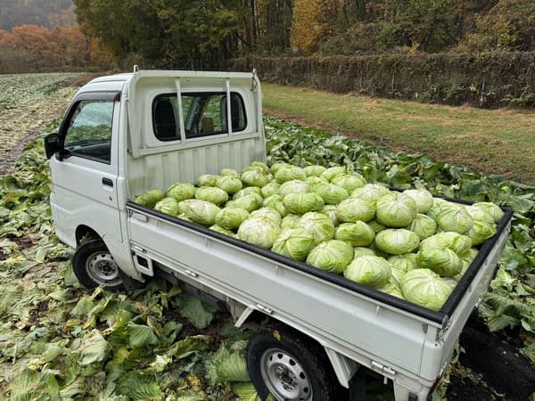 Tsumagoi cabbage, delivered straight from the field