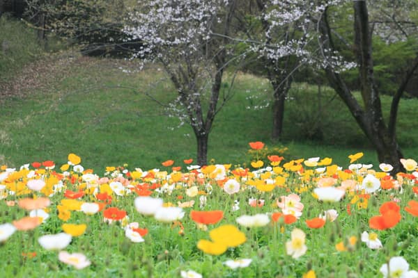 Amapolas de Islandia en el Parque Nacional Musashi Kyūryō