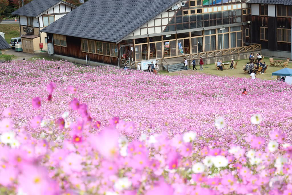 Tonami Yume no Taira Cosmos Watching Event Opens with 1 Million Cosmos Flowers