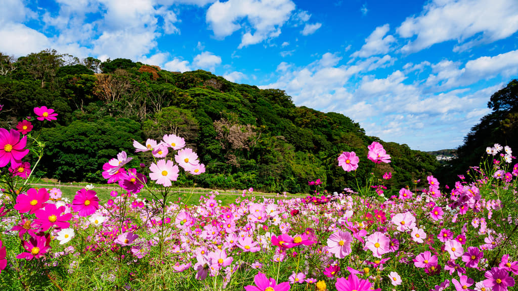 10月神奈川(橫濱・鎌倉・箱根)旅遊不做一定會後悔的事