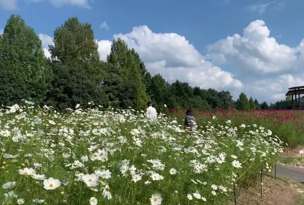Things to Do in Hiroshima: Miyoshi and Shobara by car! Enjoy delicious drinks and spectacular views