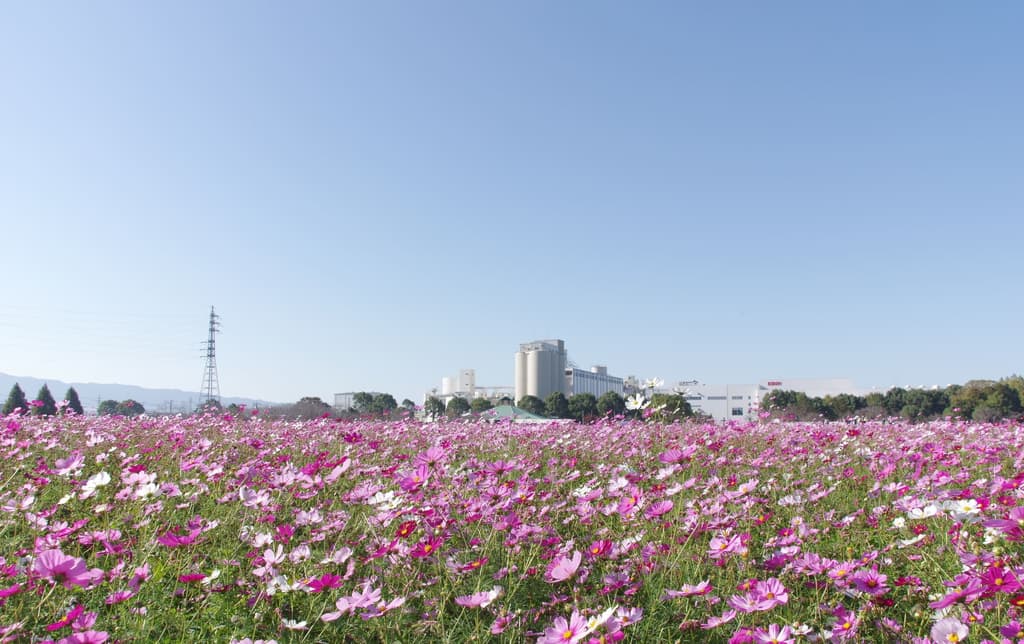 7 Best Things to Do in Fukuoka in October