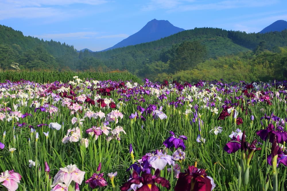 8 Best Things to Do in Oita (Beppu) in summer (June to August)