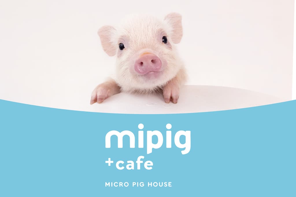 Reaching 20 Stores! Micro Pig Cafe "mipig cafe" to Open Two New Locations in Yokohama and Tochigi