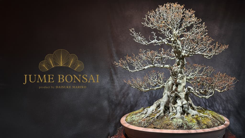 全新盆景品牌“JUME BONSAI”发布，提供连接自然、人文、文化和时间的艺术盆景