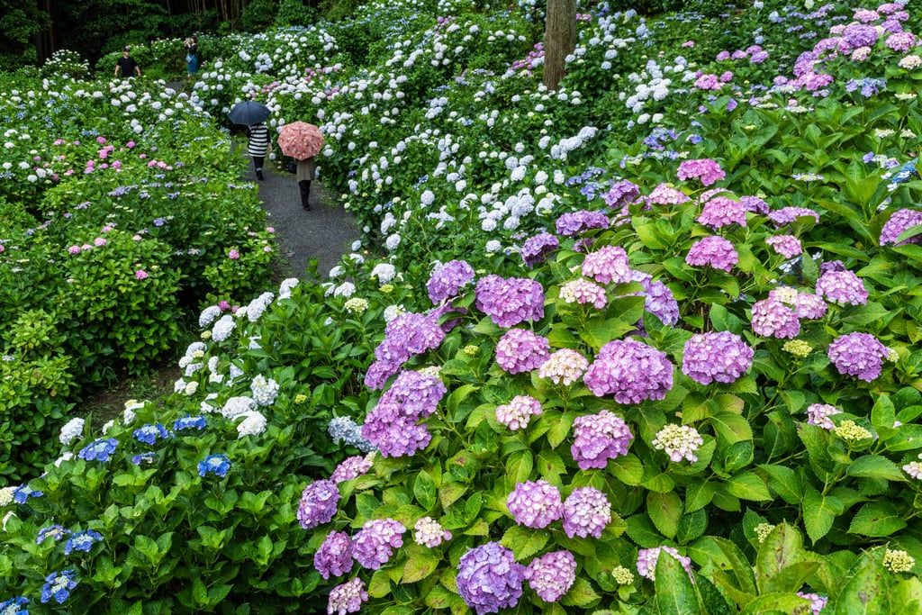 7 Best Things to Do in Fukuoka in June