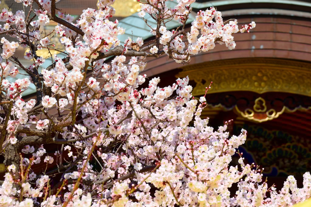 Tokyo Sightseeing in February: Events and Scenery Unique to This Time of Year
