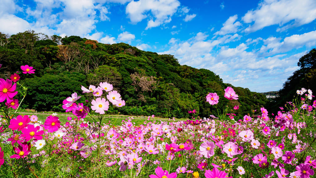 Things to Do in Kanagawa (Yokohama, Kamakura, Hakone) in October