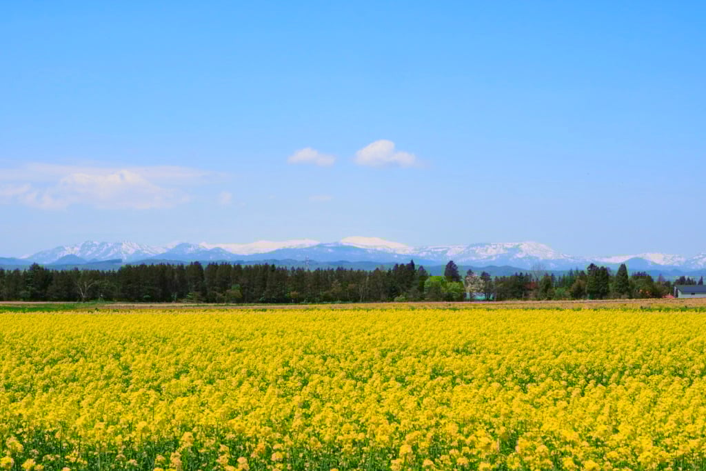The 4 best things to do in Hokkaido (Sapporo / Hakodate) in spring