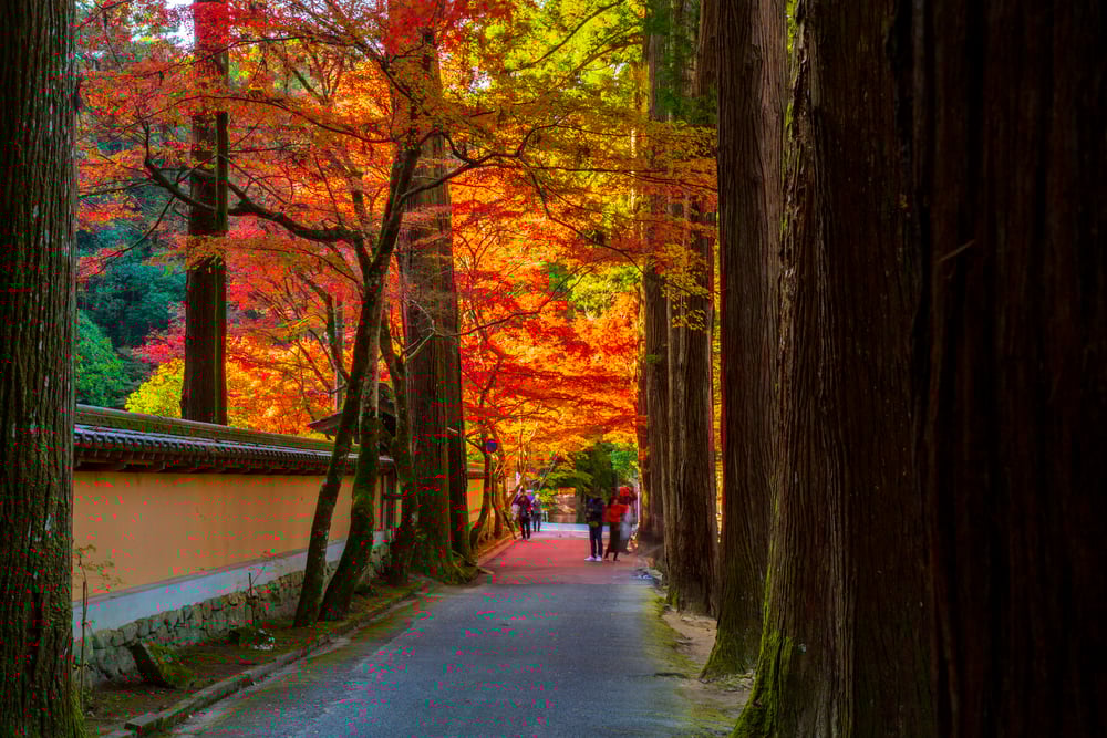 6 Best Things to Do in Hiroshima in November: Festival, Fall Foliage , and Illumination Spots