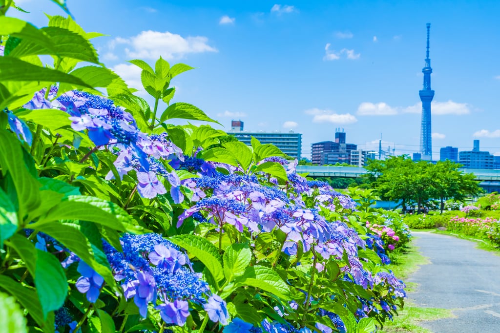 Tokyo in June: Recommended sightseeing events and scenery unique to this time of year!