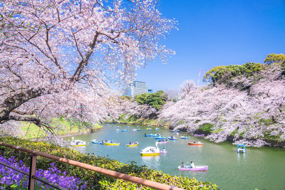 13 Best Cherry Blossom Spots in Tokyo: From Classic to Hidden Sakura Gems
