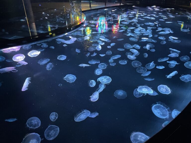 Sumida Aquarium – The Best Aquarium in Tokyo!