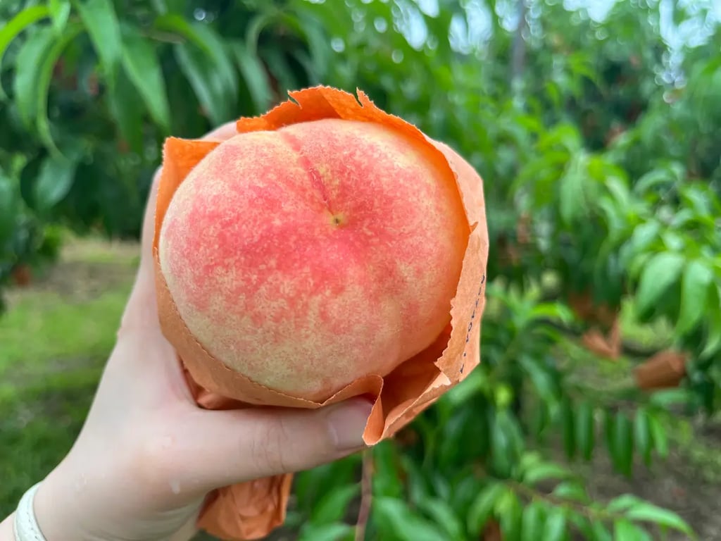 Things to Do Okayama: Enjoy white peach picking experience and exquisite white peach parfait