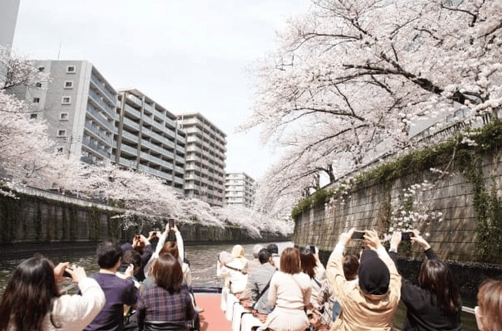 Pesiar Sakura Tokyo: Nikmati Bunga Sakura di Sungai Meguro - Image 2