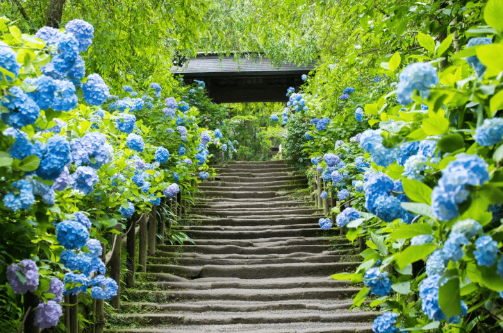 가마쿠라 프라이빗 워킹 투어 – 북 가마쿠라의 사찰 & 자연 - Image 2