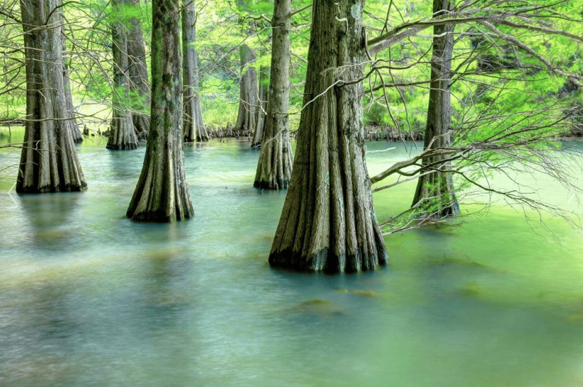 [Fukuoka / Sasaguri] A Private, Instagram-Worthy Tour of Celestial Views and Forest Cafes - Image 4