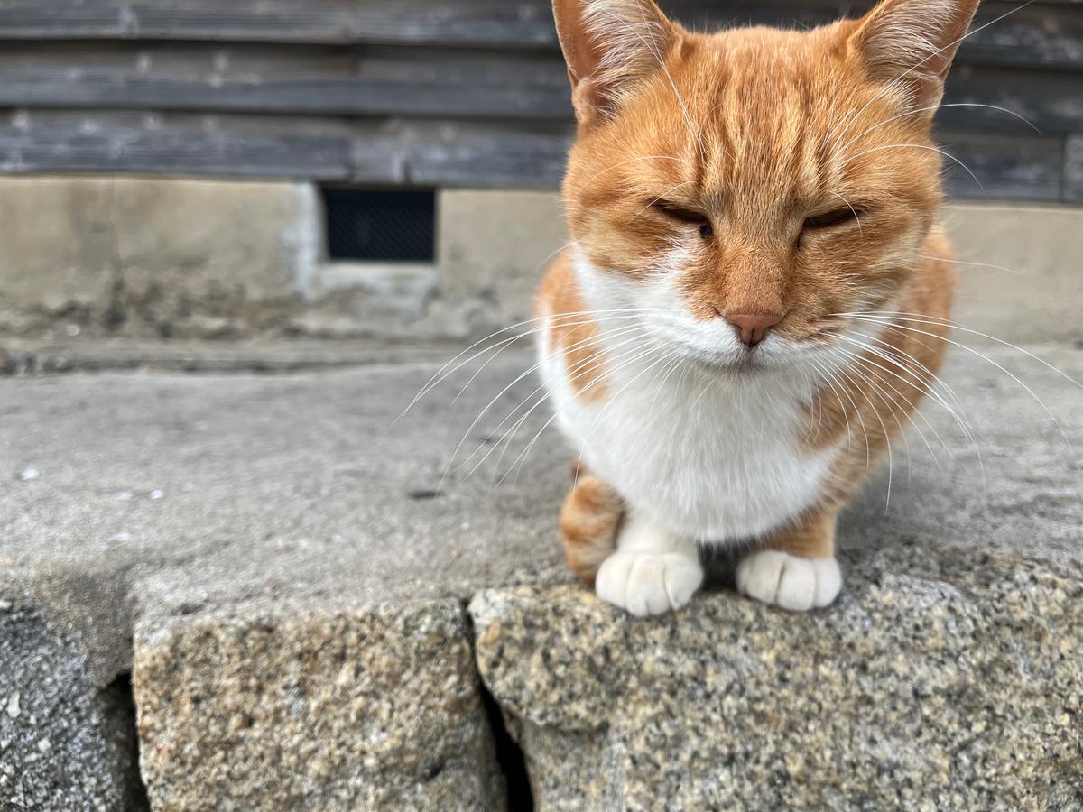 Cat Island/Flower Island in Fukuoka Tour - Image 2