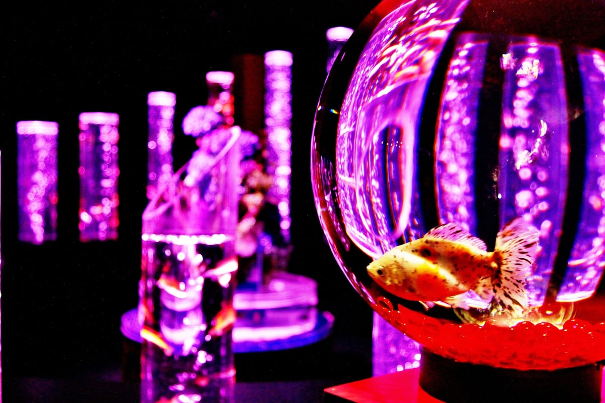 Art Aquarium Museum GINZA ticket - Image 1