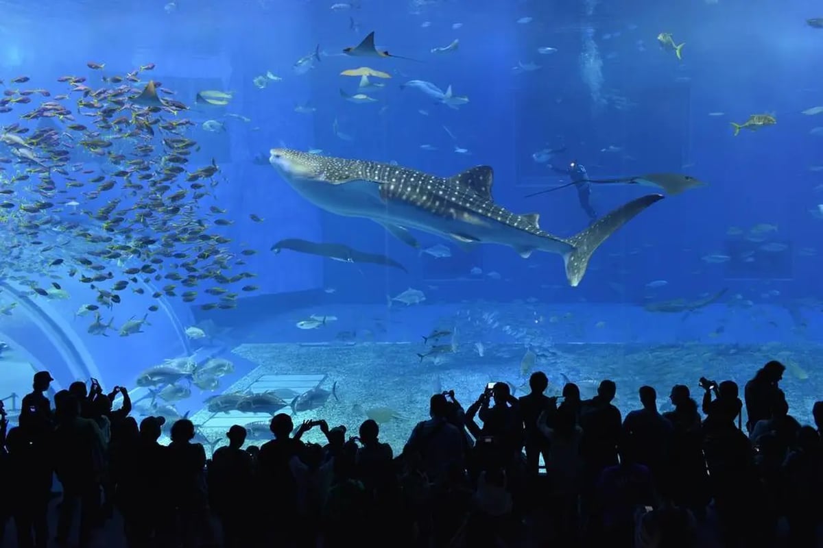 Okinawa Churaumi Aquarium Ticket - Image 1