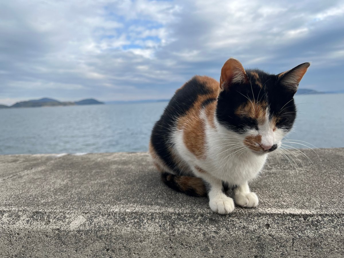 Cat Island/Flower Island in Fukuoka Tour - Image 3