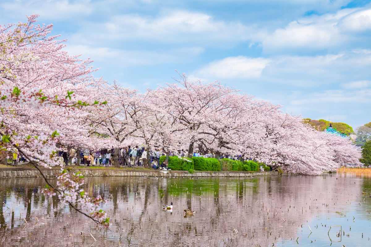 1 Hour Private Photoshoot in Ueno - Image 4