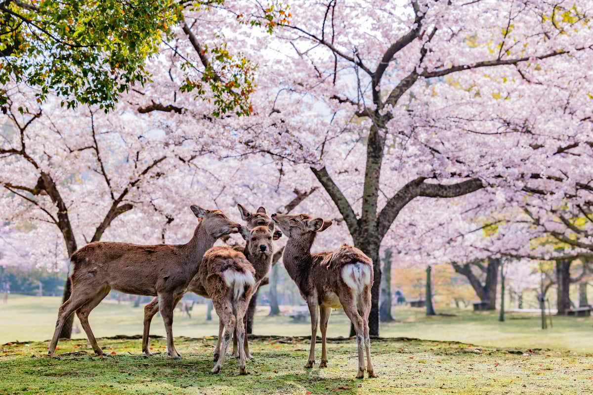 Nara Todaiji Temple Guided Walking Tour - Image 1