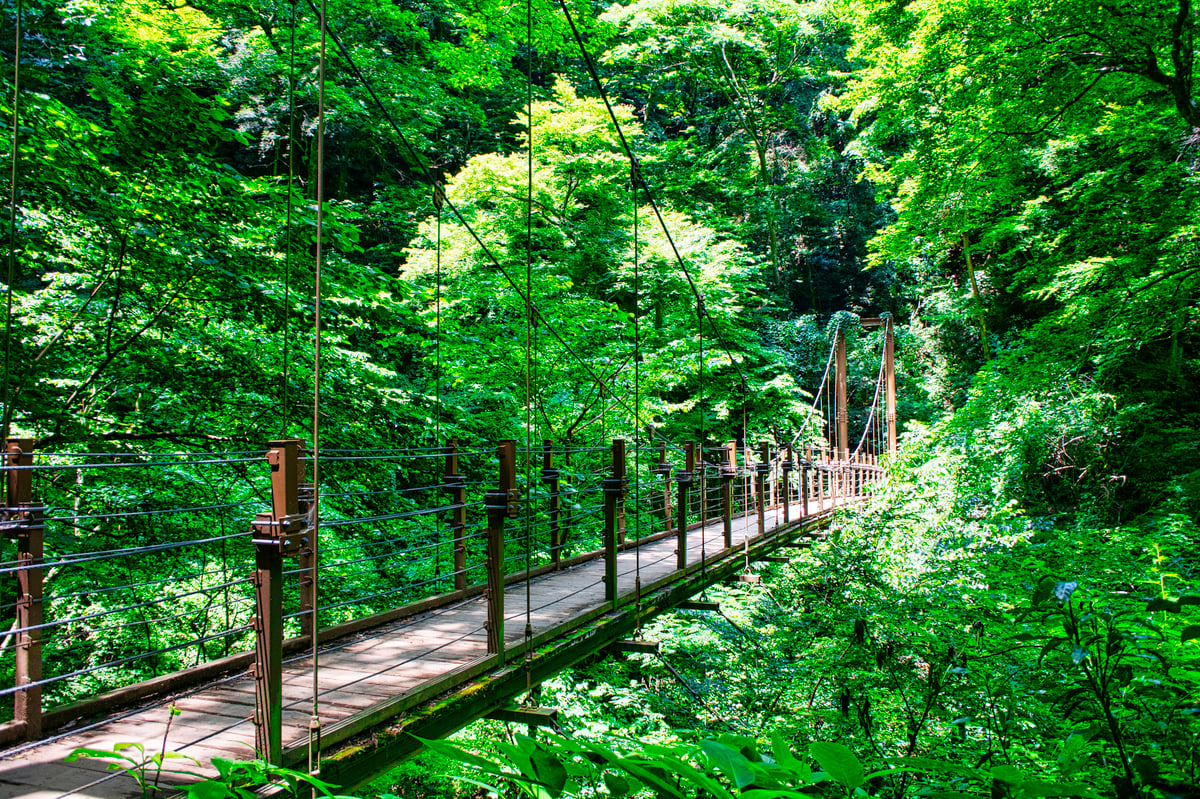 Tokyo Takao Mountain Hiking & Onsen Tour - Image 4