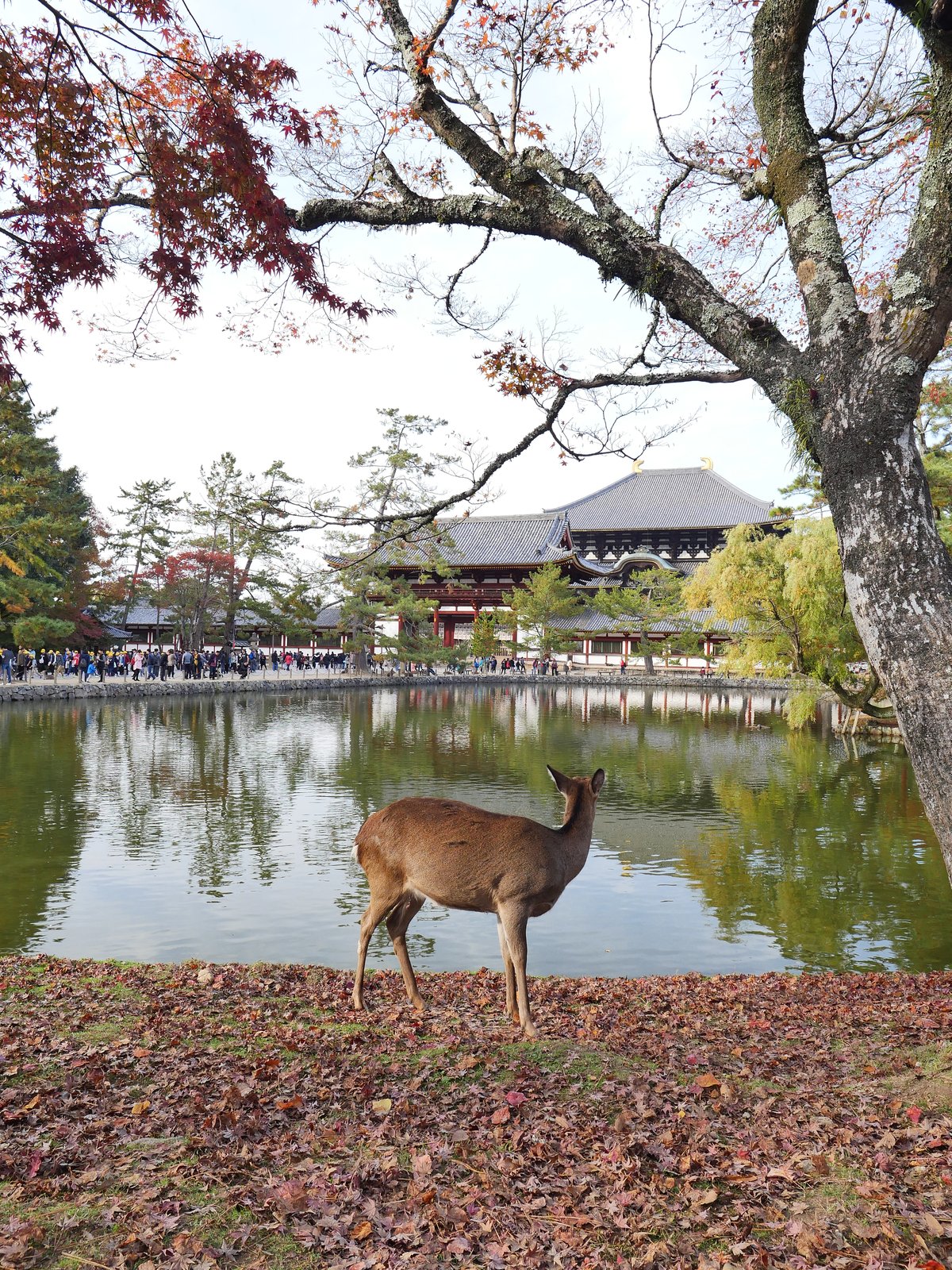 Nara Todaiji Temple Guided Walking Tour - Image 3