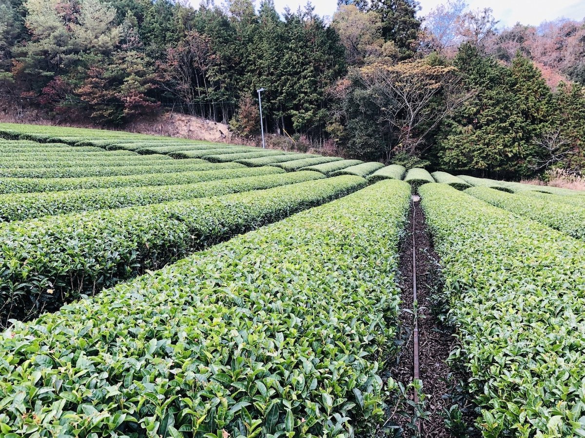 Shizuoka Tea Picking Private Experience - Image 2