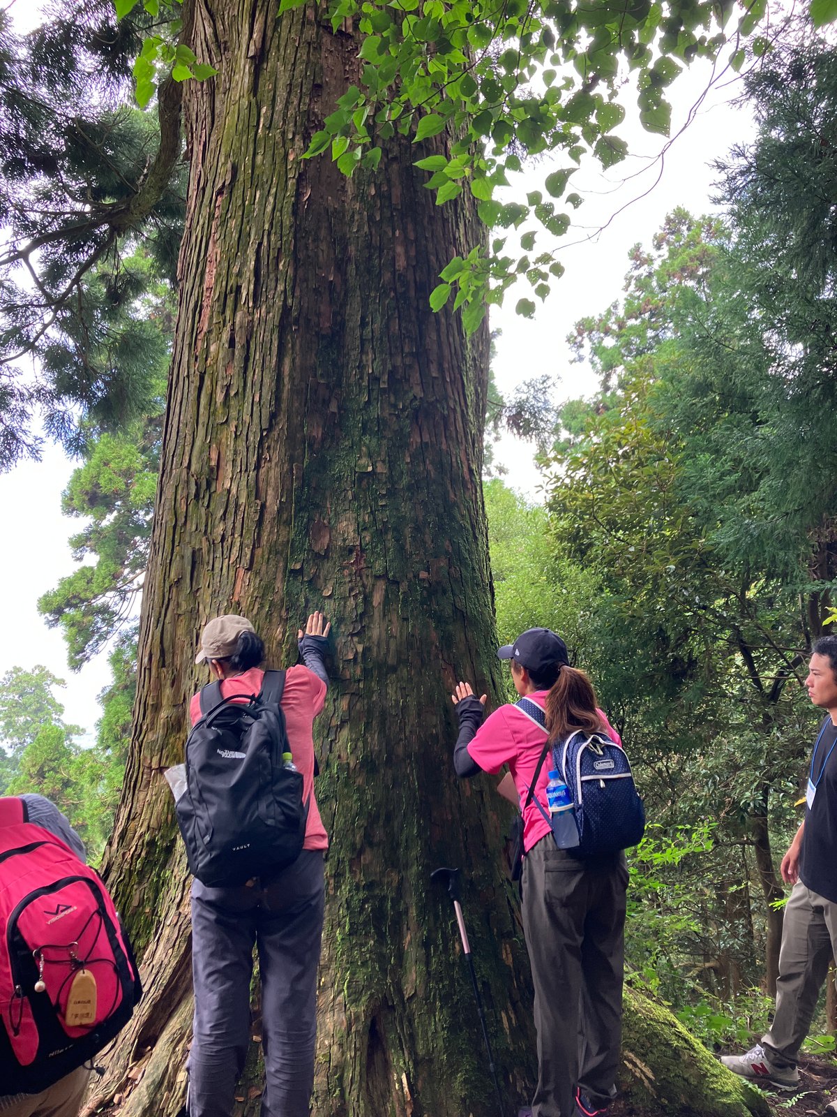 Forest Therapy &Mandala Meal in Sasaguri - Image 2