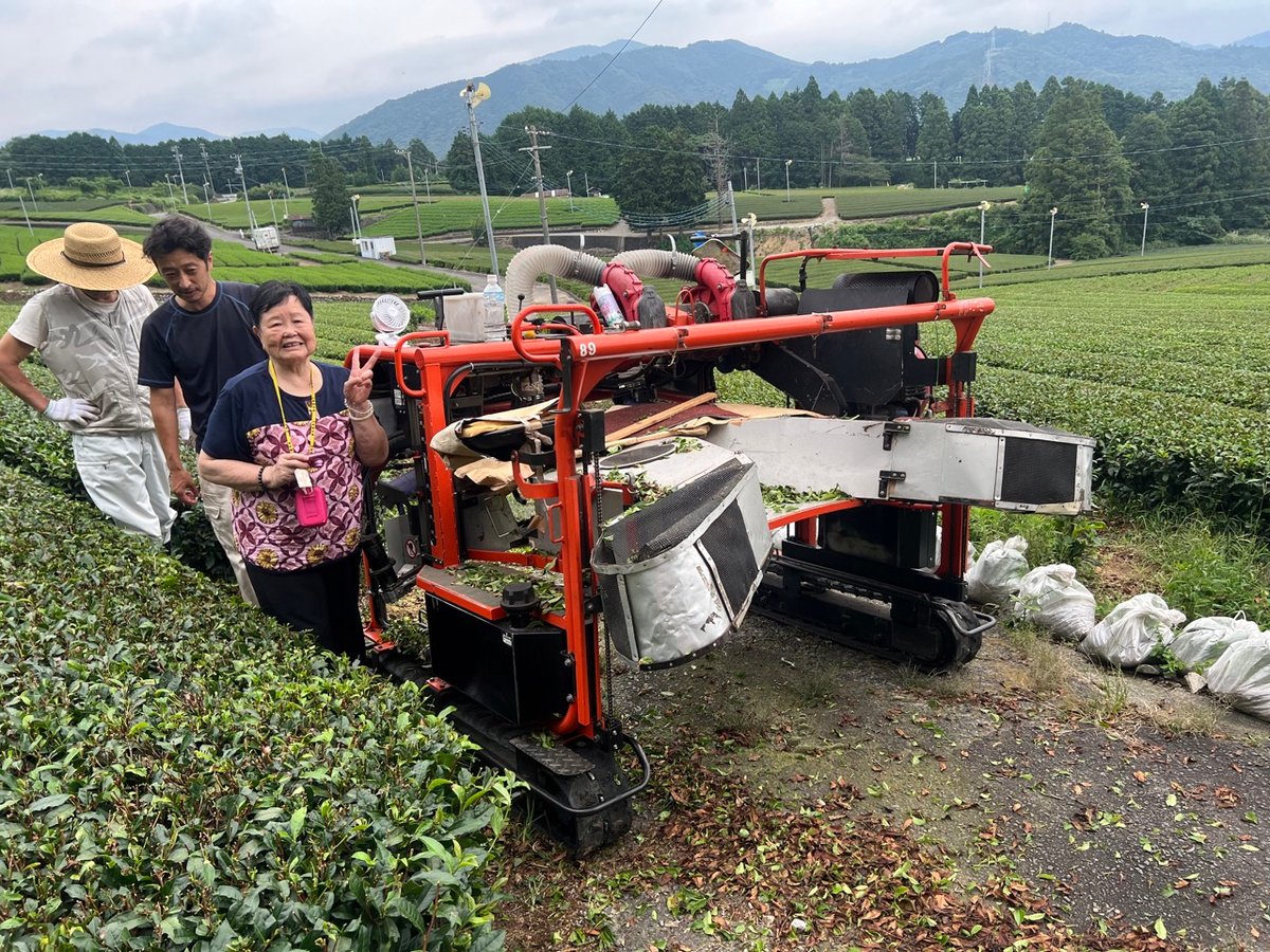 Shizuoka Tea Picking Private Experience - Image 4