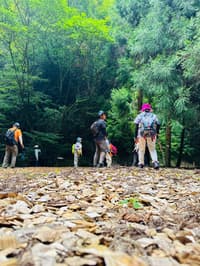 [Fukuoka / Sasaguri] A Private, Instagram-Worthy Tour of Celestial Views and Forest Cafes - Thumbnail 1
